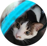 Haengbok, Yeonjin's cat